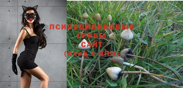 сатива Баксан